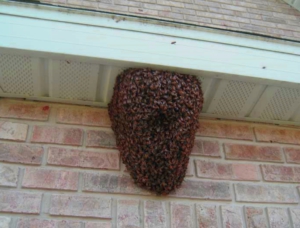 bijen verwijderen aan huis