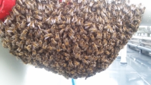 zwerm bijen
