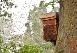 bijen vinden zwermlokkast