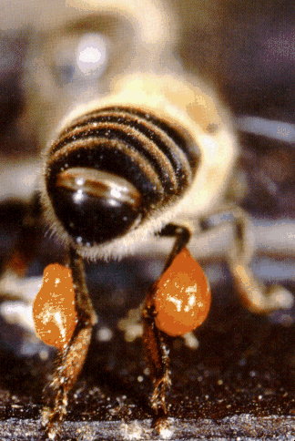 honingbij met propolis aan de poten