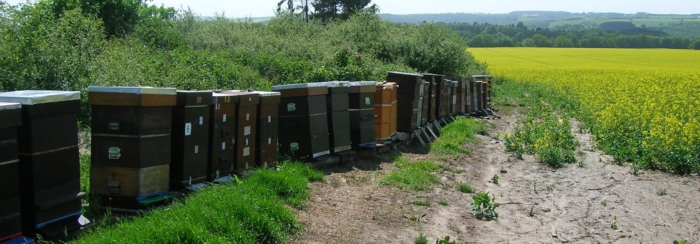 reizen met bijenkasten naar koolzaad