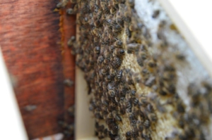 Eenmalig openen van de horizontale bijenkast om te kijken of de koningin aan de leg is