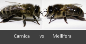 carnica vs mellifera Carnica vs Zwarte bij Wat is het beste bijenras?