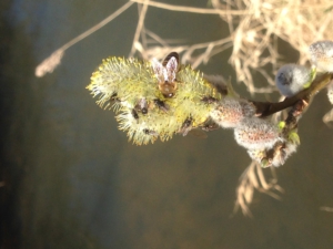 Boswilg of Salix Caprea, een van de eerste nectar- en stuifmeelleveranciers voor de bijen en voor vele andere vliegende insecten.