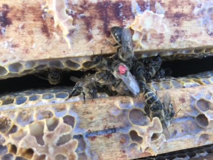koningin boven op dode bijen -wintersterfte -bijensterfte