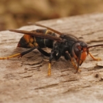 Aziatische hoornaar bestrijden