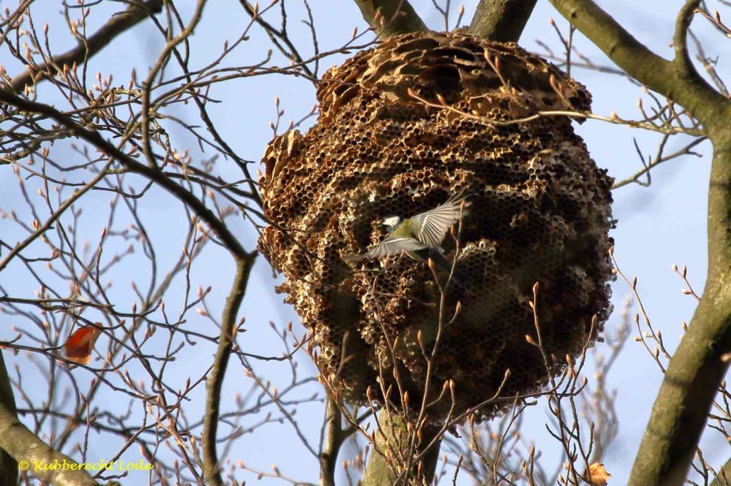 koolmees is natuurlijke vijand van de Aziatische hoornaar