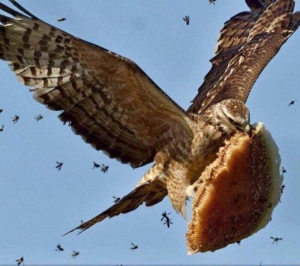 wespendief eet Aziatische hoornaars en is dus een natuurlijke vijand